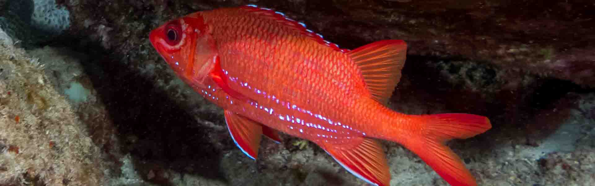 The Crown Squirrelfish